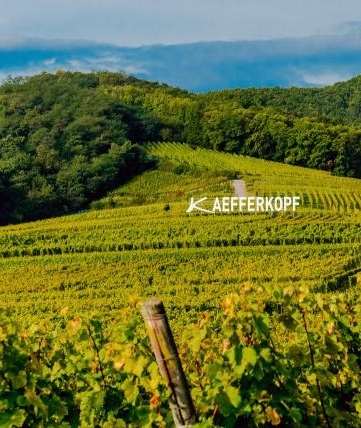 Kaefferkopf site terroir