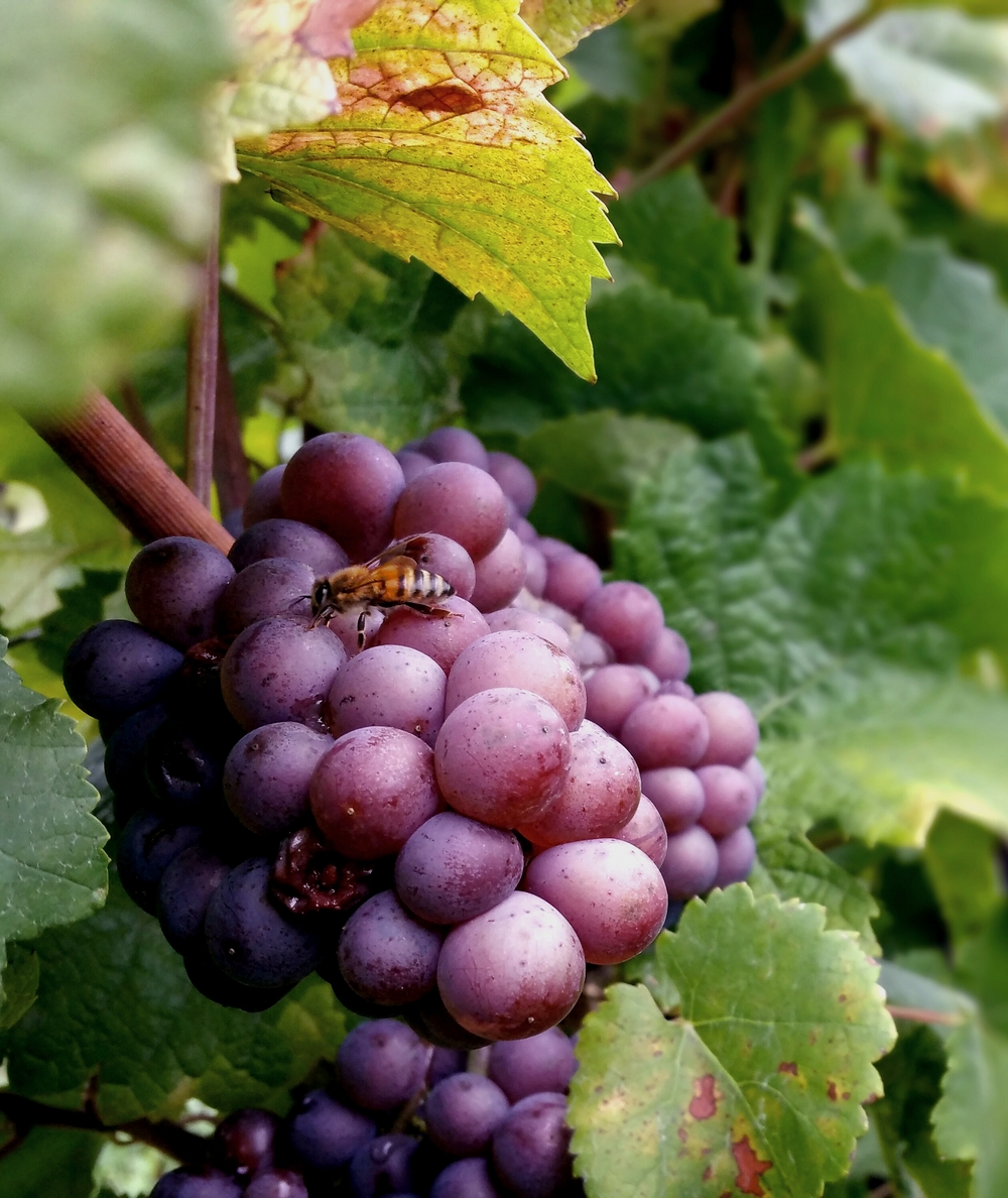 Pinot Gris abeille