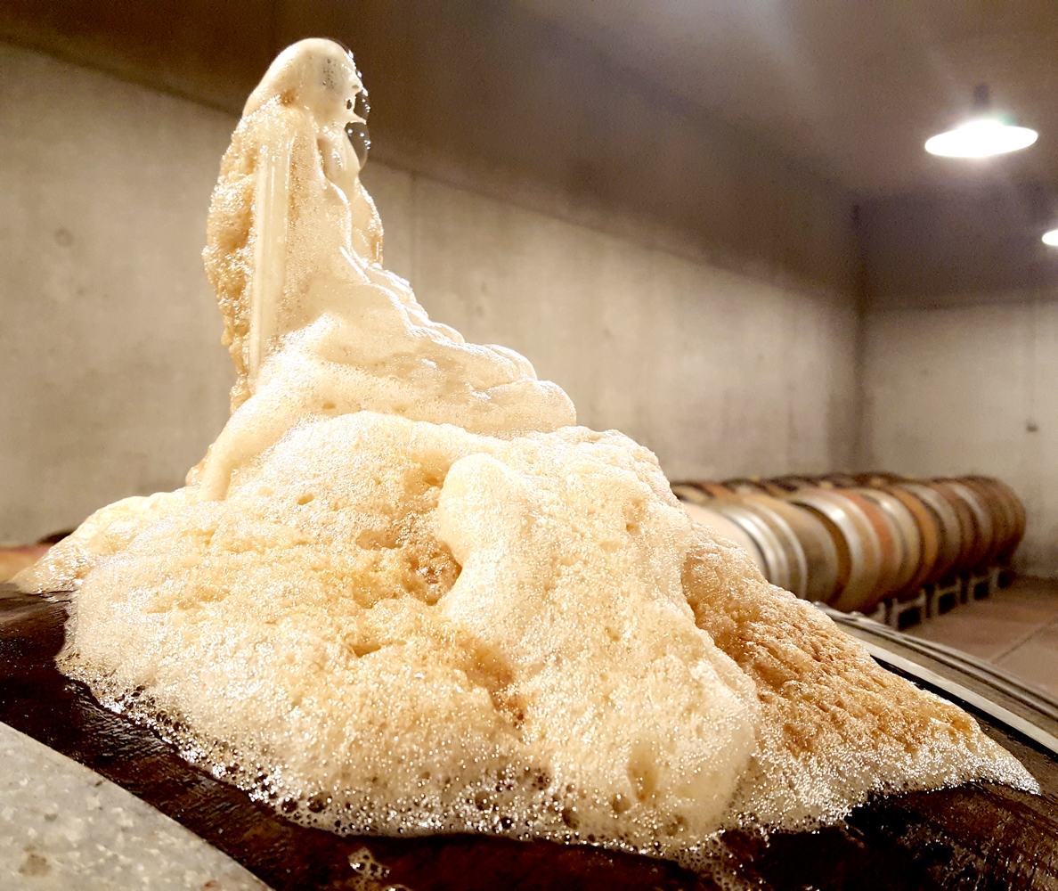 fermentation_barrique