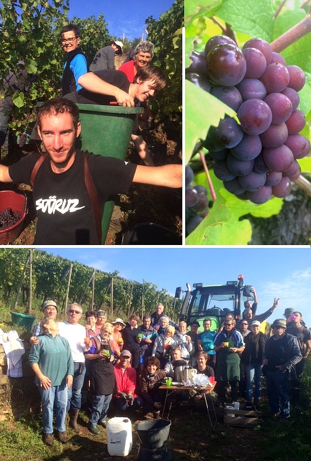 Vendanges PG Pfingstberg