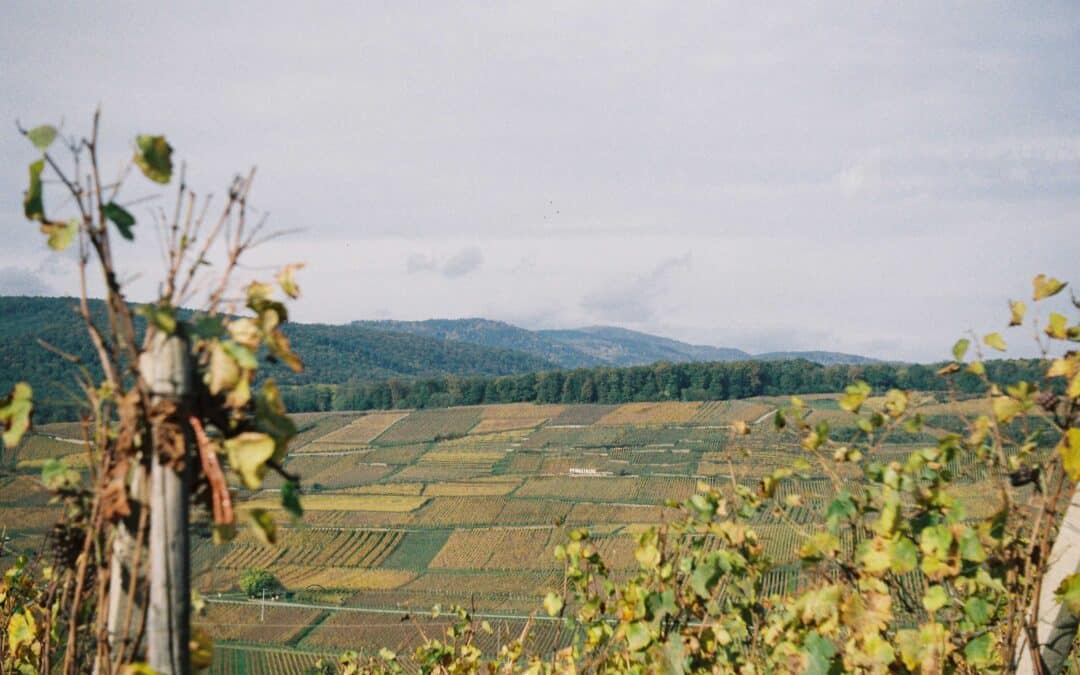 L&rsquo;hiver approche – le sommeil de la vigne commence.