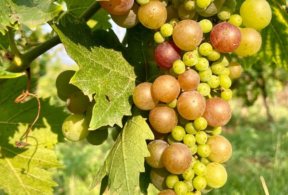 Le récit des vendanges 2025