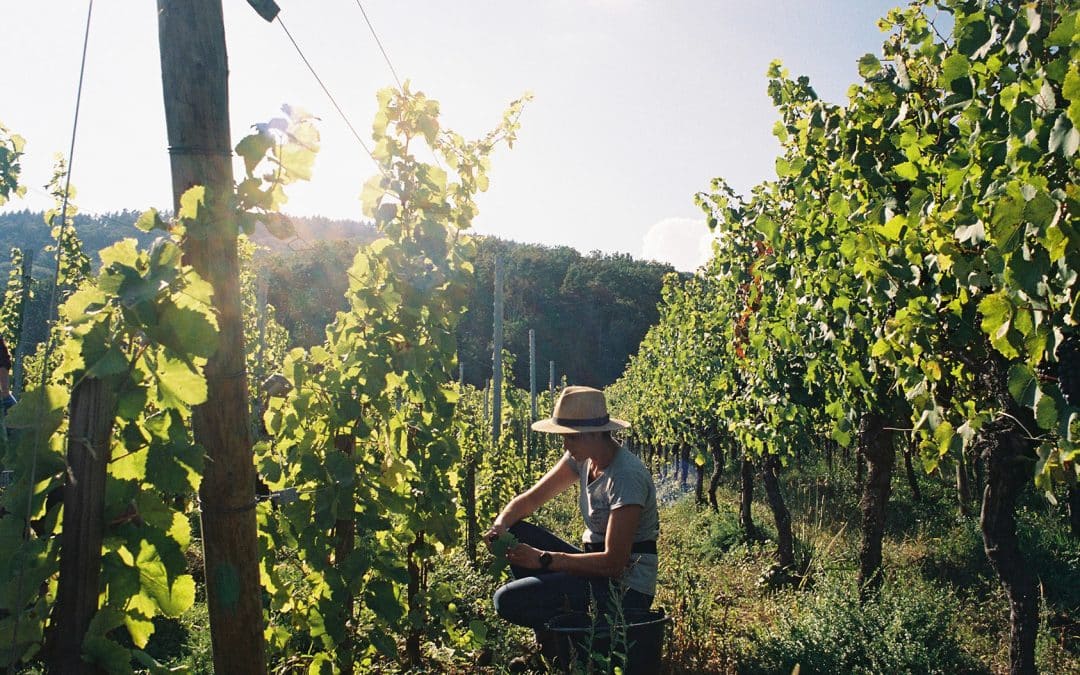 Le récit desVendanges 2025